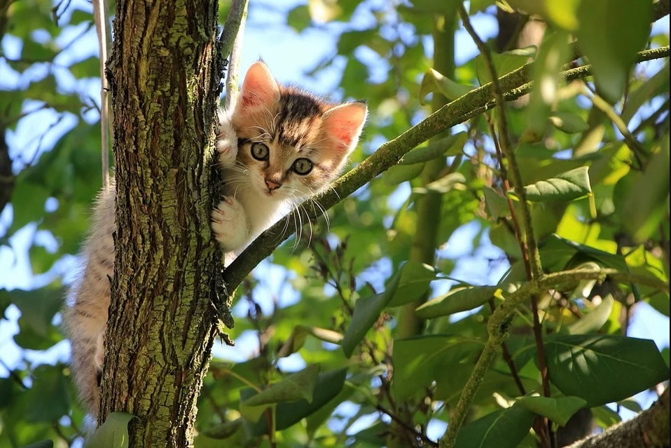 ทาสแมวมีเฮ! แปลเสียงร้องแมว ผ่านแอป “Meow Talk” ได้แล้ว