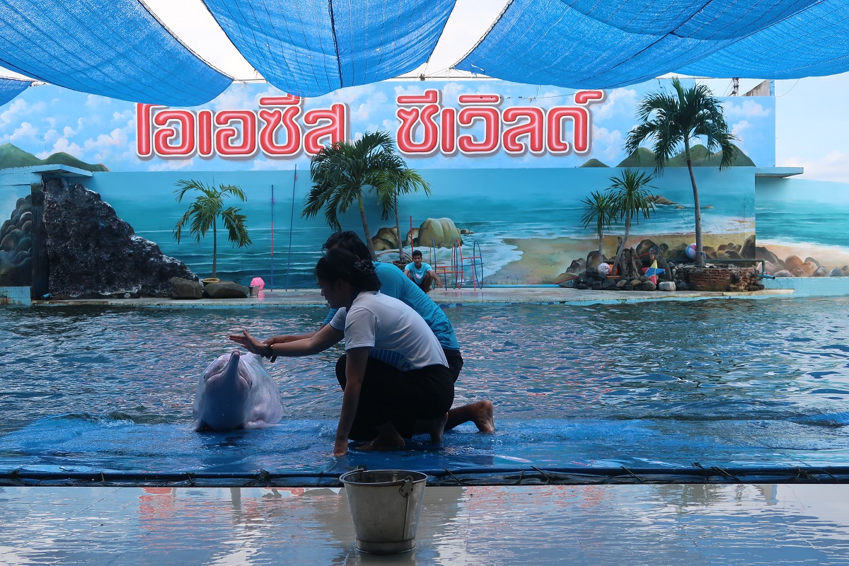 “โอเอซีส ซีเวิลด์” ครบรอบ 30 ปี ชูมหัศจรรย์ “โลมาบำบัด” คลื่นสมอง-อารมณ์