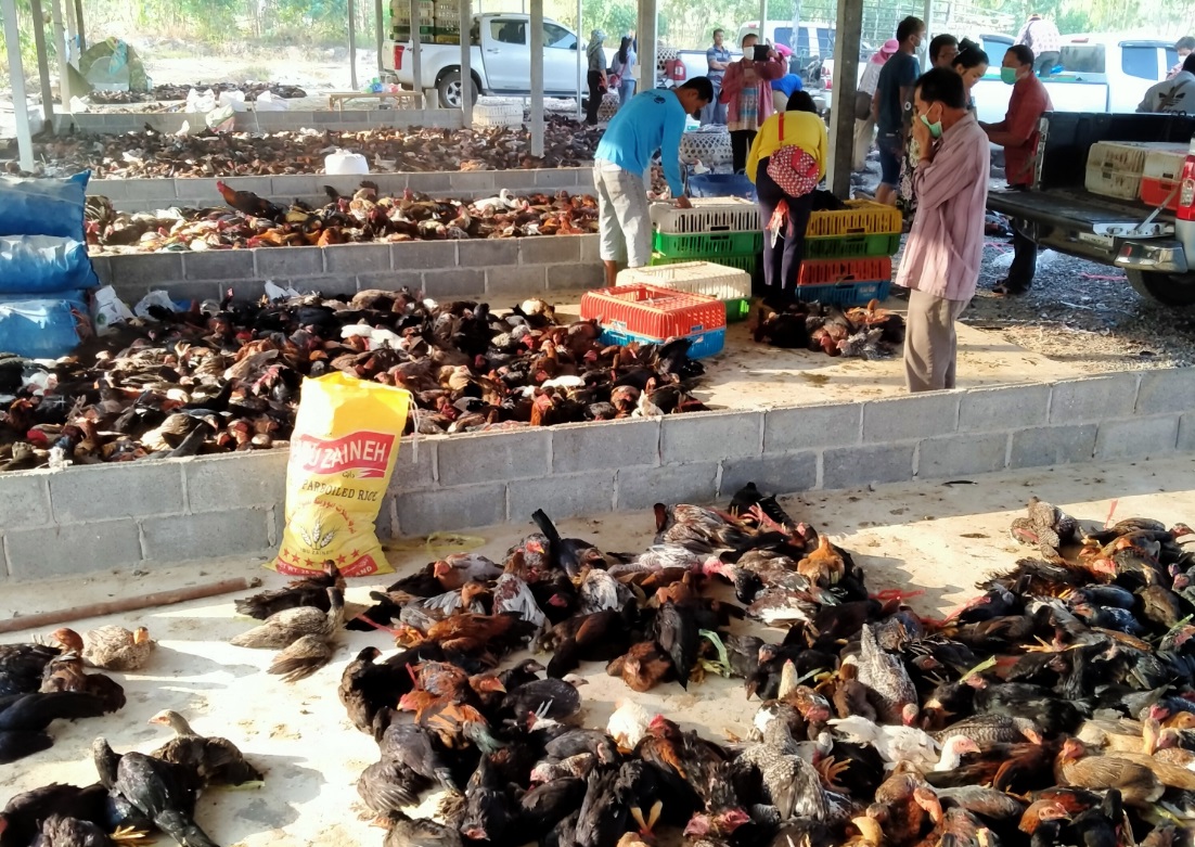 พิษโควิดทำไก่บ้านไทยส่งออกลดฮวบ 90%