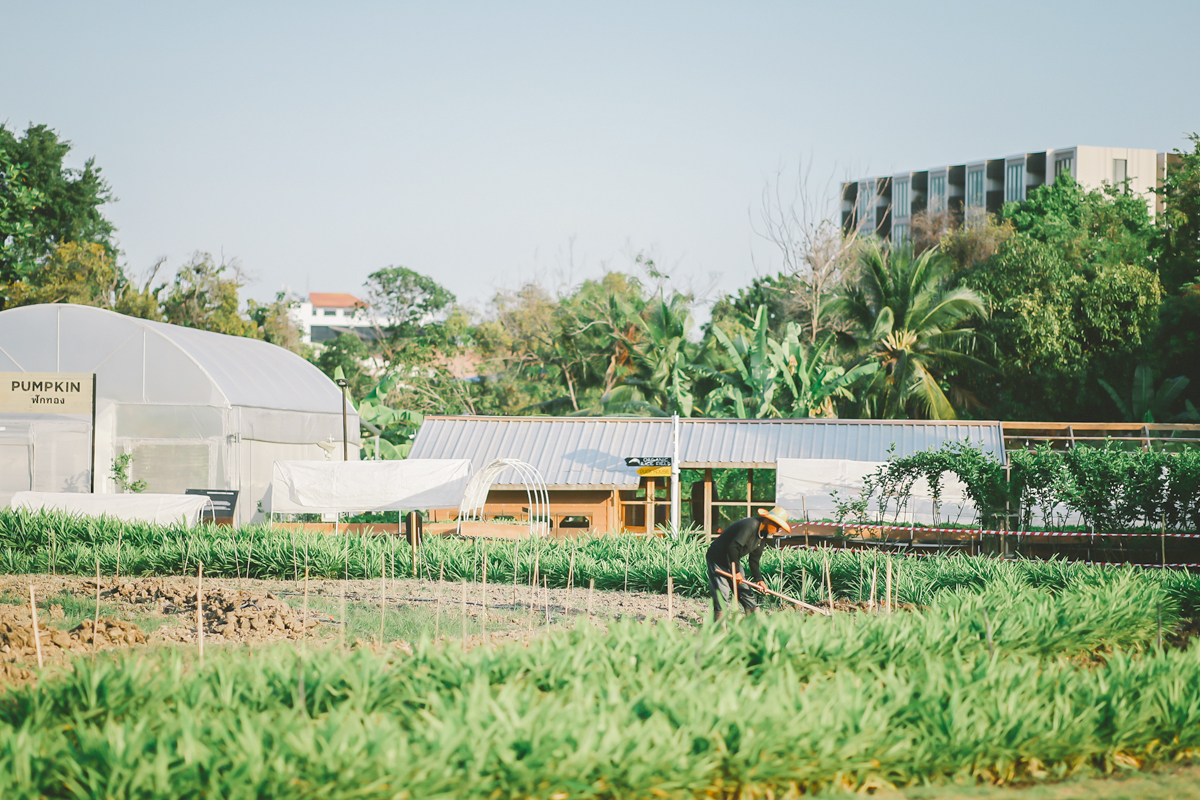Sansiri Backyard Chul Farm