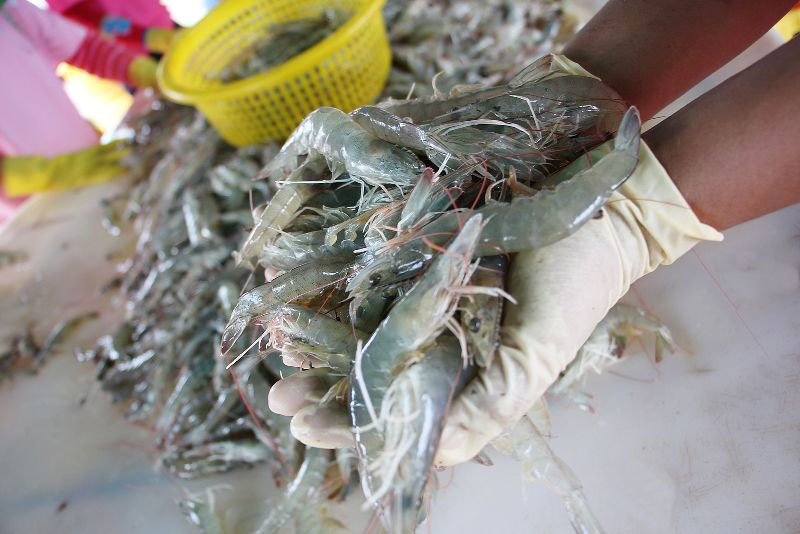 มหาดไทยสั่งด่วนทุกจังหวัด สแกนหากลุ่มเสี่ยงซื้อขายสัตว์น้ำในสมุทรสาคร