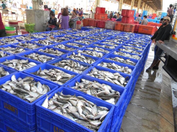 ประมงเดือดร้อนหนัก ปลาขึ้นท่าไม่ได้ ร้องรัฐจัดหาตลาดกลางขายสัตว์น้ำด่วน