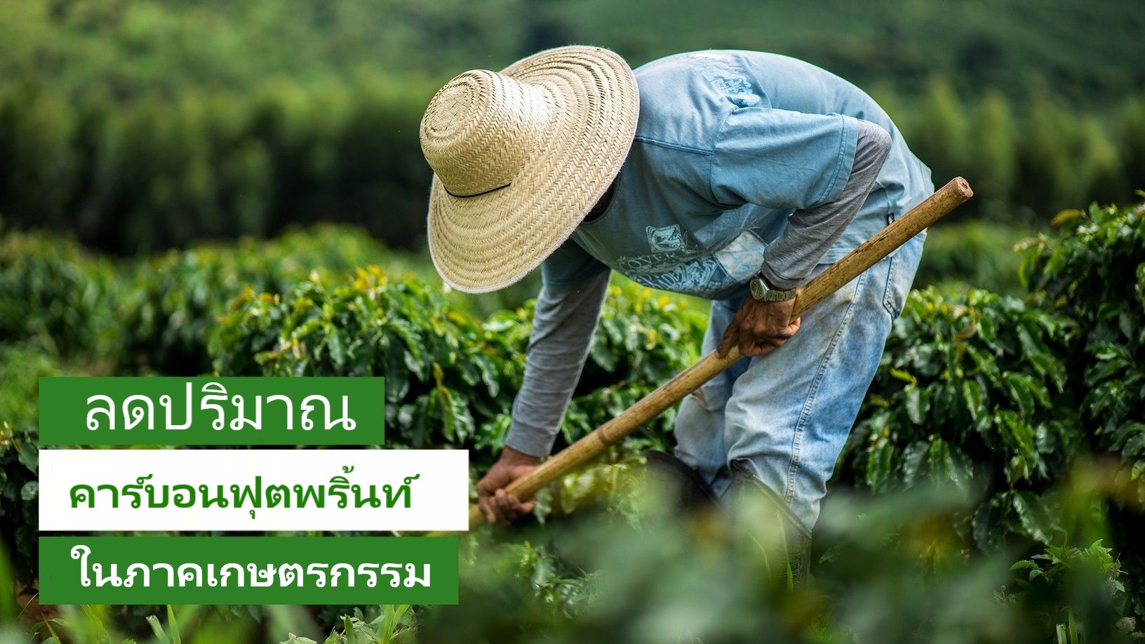 ‘เนสท์เล่’ ทุ่ม 4 หมื่นล้านบาท พัฒนาซัพพลายเชนทำเกษตรแบบฟื้นฟู