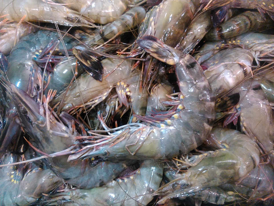 สมาคมกุ้งไทยชี้ปี’64 ฟื้นส่งออกโต 15% ขอรัฐหนุนเงินทุน