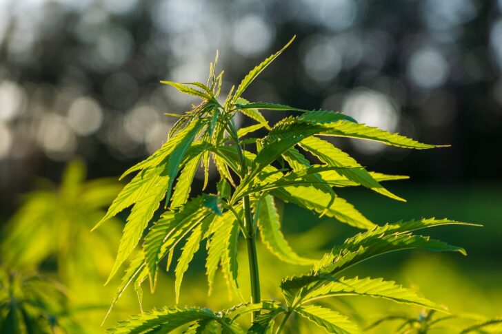 Marijuana began to grow in Buriram. Marijuana began to grow in Buriram.
