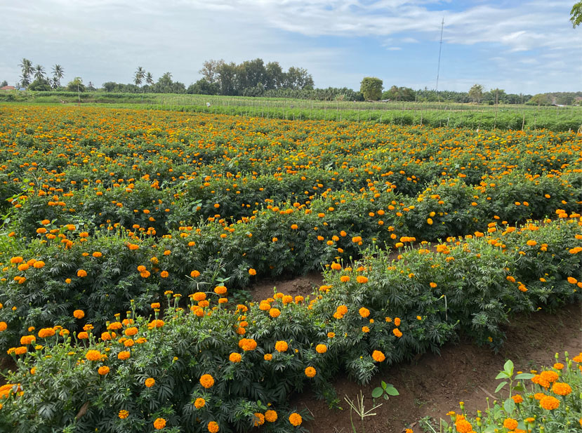 หนองคายชู “ดอกดาวเรือง” ส่งขาย สปป.ลาว-แหล่งท่องเที่ยวเชิงเกษตร