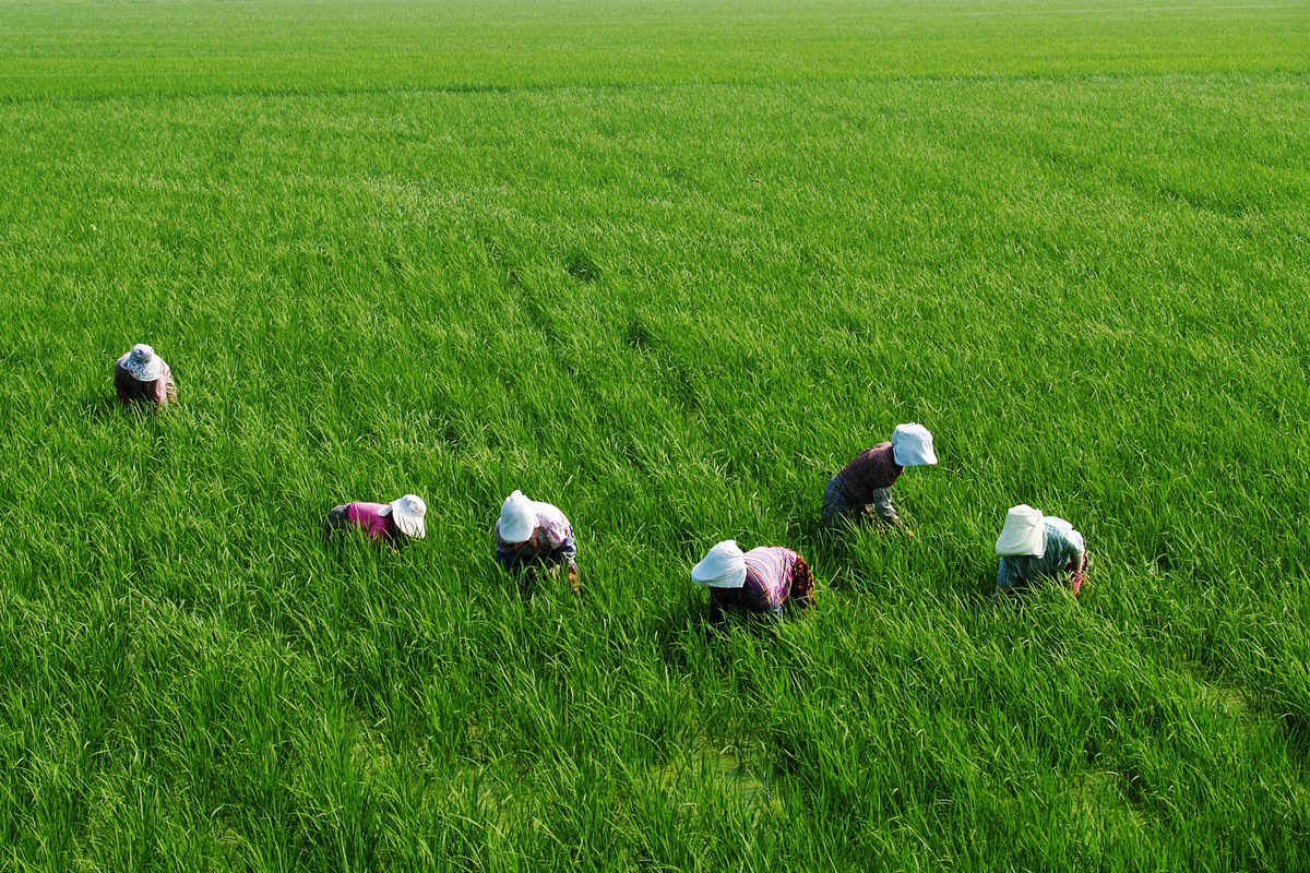 คิกออฟไกด์ไลน์เครดิตเทอม 30-45 วัน เกษตร-ภาคผลิต/บริการ – เศรษฐกิจ