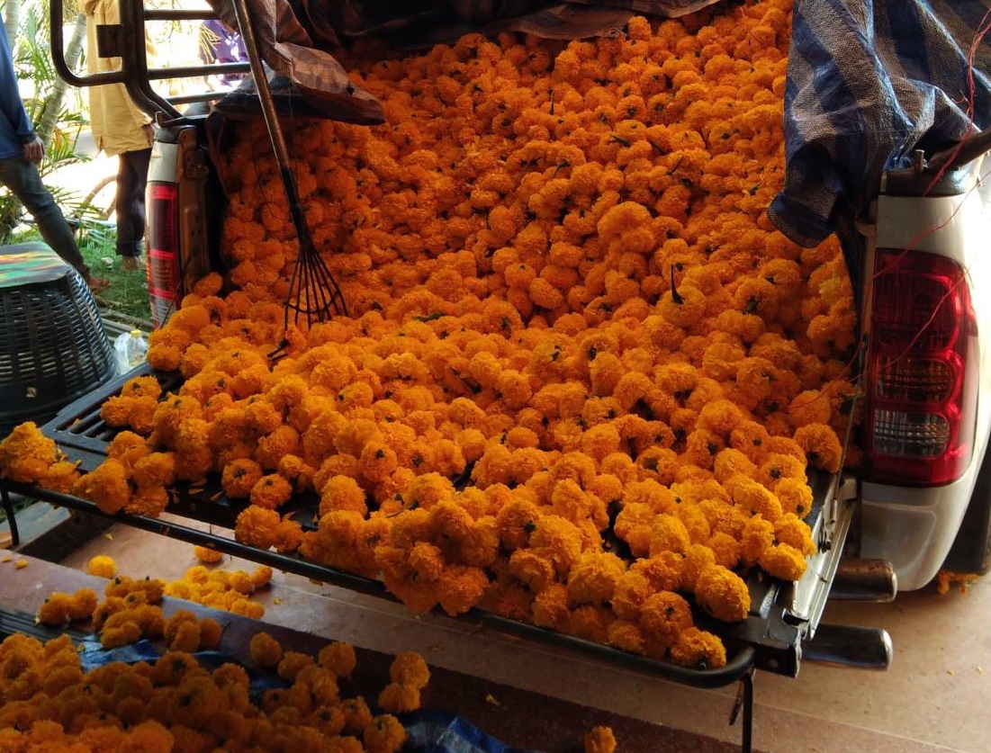 ขายไม่ออก! ดาวเรืองราคาตก เกษตรกรช้ำพิษโควิด กำลังซื้อของไหว้ปีนี้เงียบ