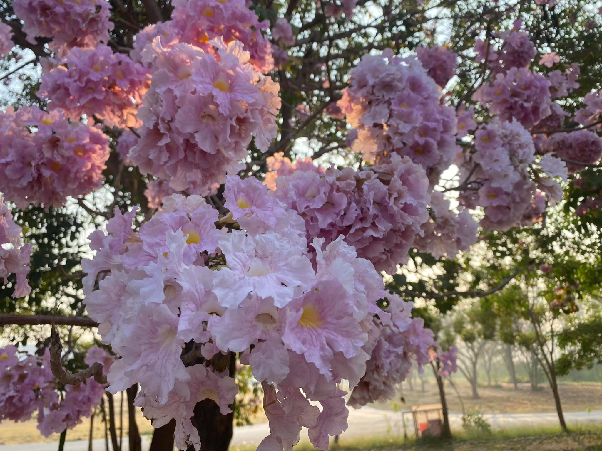 ดอกชมพูพันธุ์ทิพย์