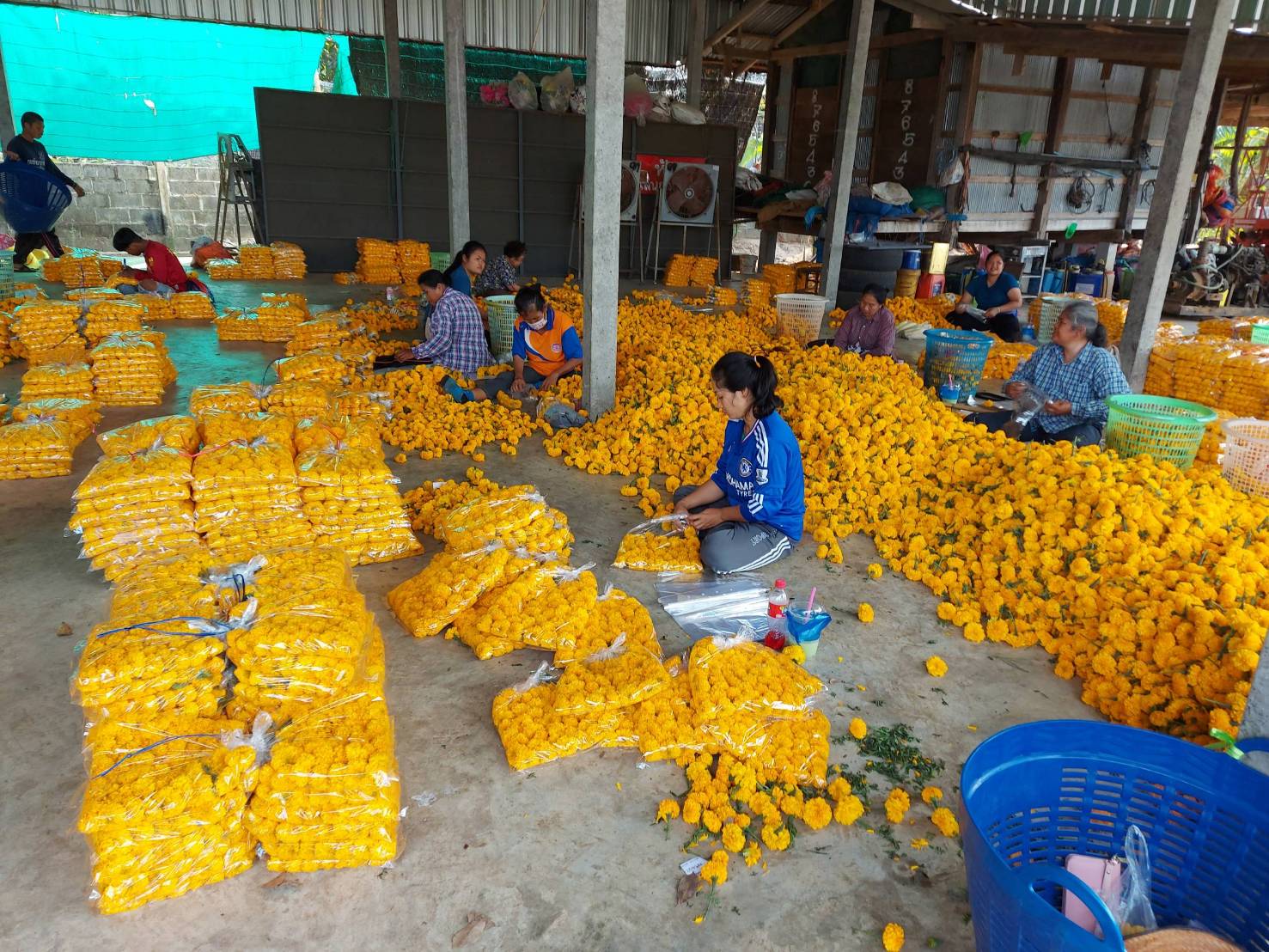 ดาวเรืองราคาตก หลังโควิดรอบใหม่ พาณิชย์จังหวัดเร่งช่วยเหลือ