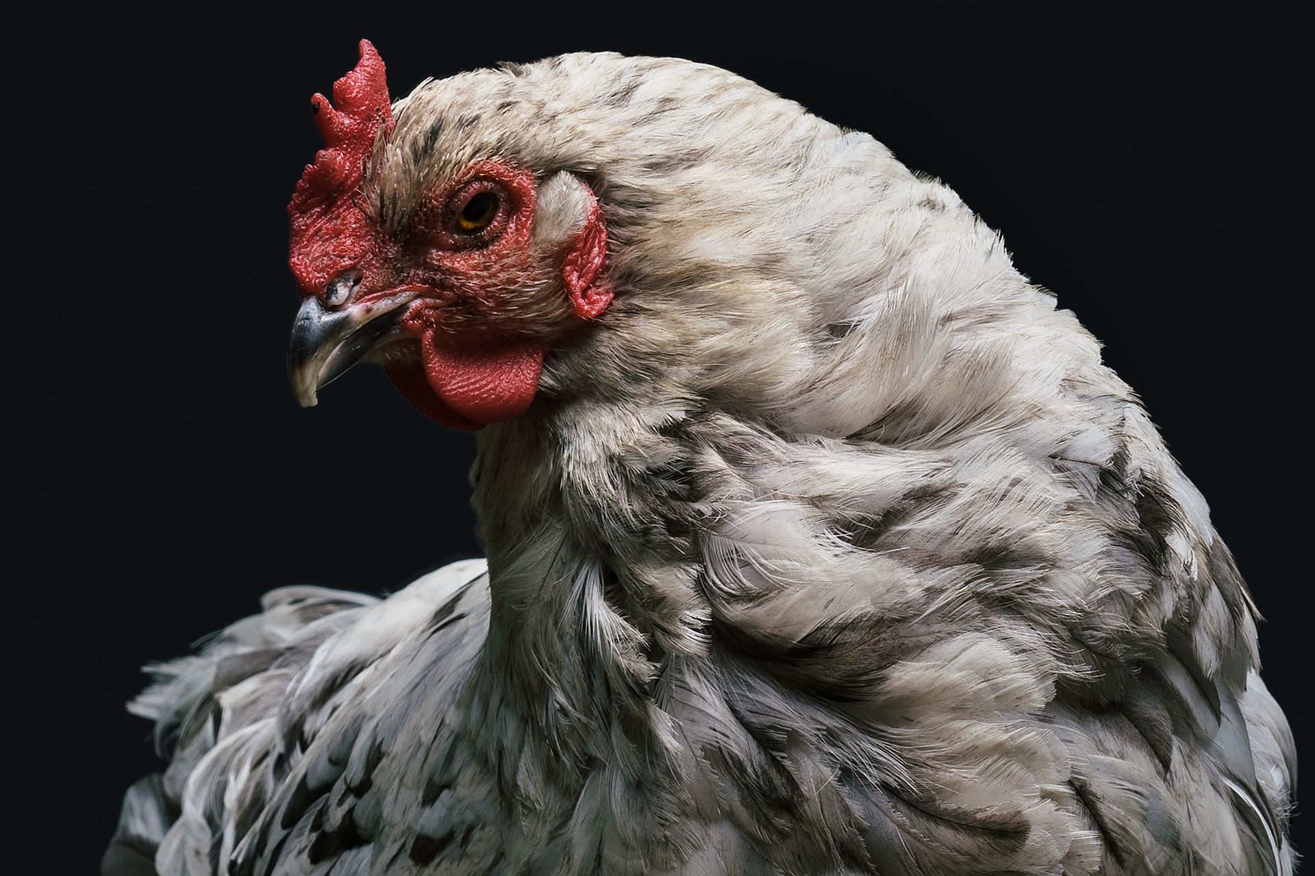 รัสเซีย พบผู้ป่วยไข้หวัดนก H5N8 รายแรกที่แพร่จากสัตว์ปีกสู่คน