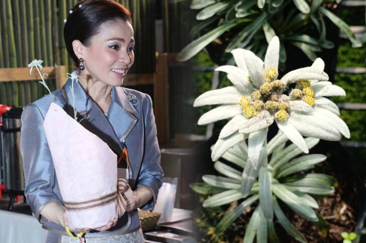 พระราชินี ดอกเอเดลไวท์ (2)