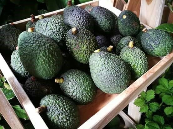 ออสเตรเลีย ไฟเขียวเปิดตลาดอะโวคาโด เป็ดปรุงสุกจากไทย