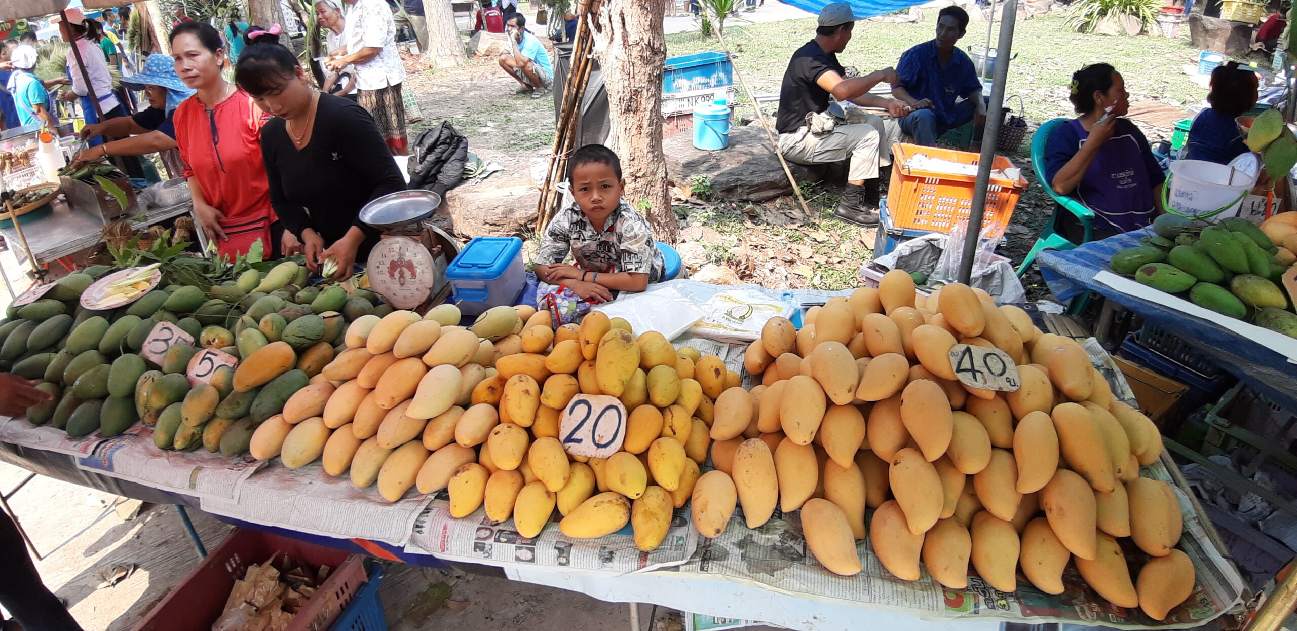 มะม่วง “หนองวัวซอ” วอนรัฐประกันราคาดันส่งออก