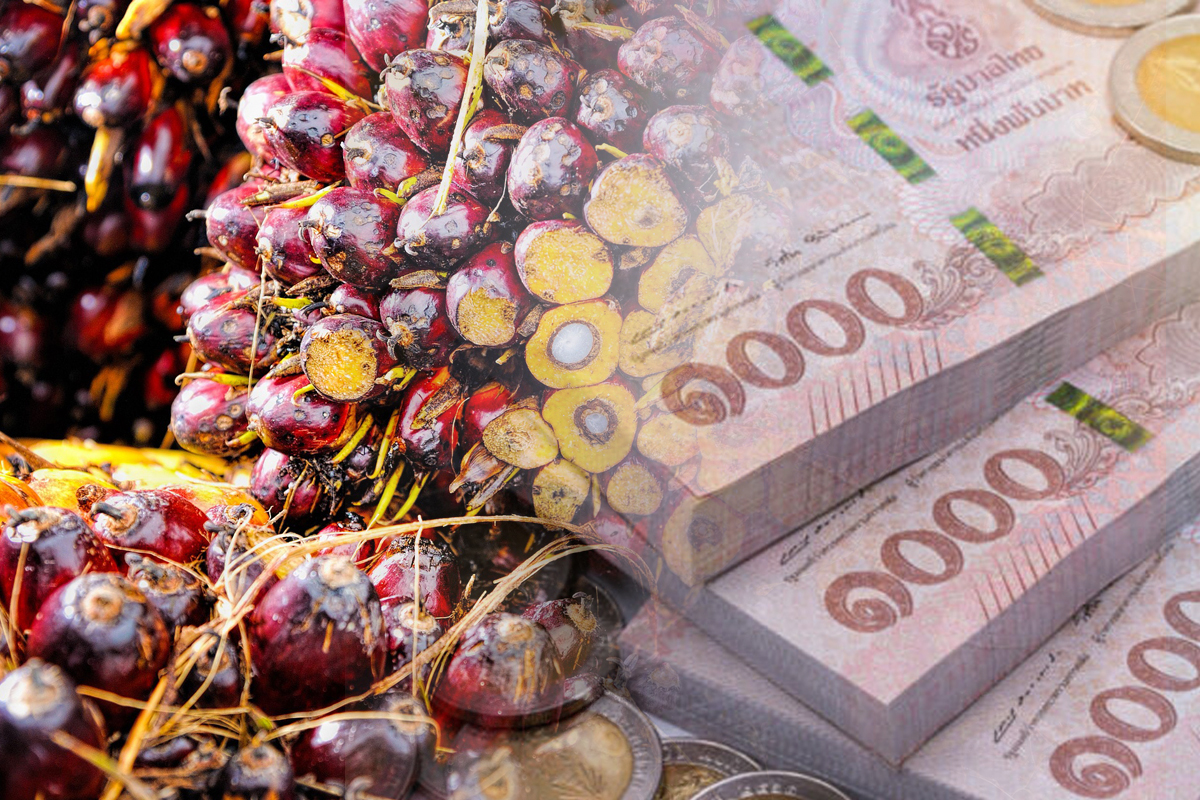 ครม.ทุ่ม 7,660 ล้านบาท ประกันรายได้ปาล์มน้ำมัน