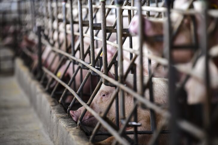 โรคระบาดสุกรเสี่ยง 50 จังหวัด ฟาร์มหนีตายเทขายหมูขุน