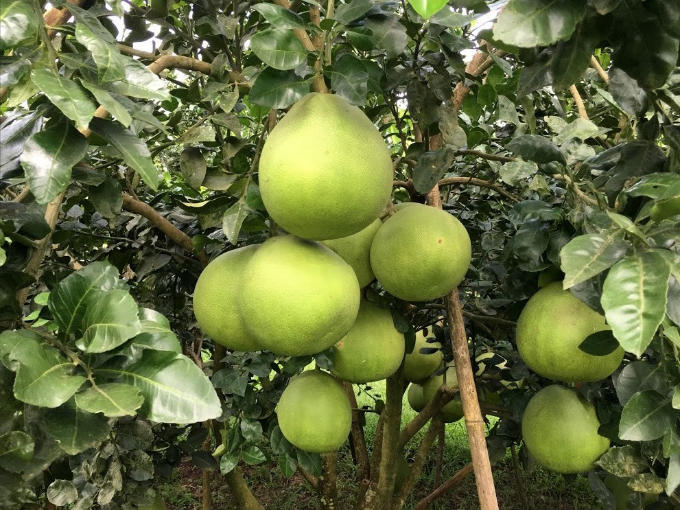 เอาผิดทางอาญา! ล้งส้มโอป่วน ลักลอบนำเข้าเพื่อนบ้าน สวมสิทธิ์ส่งออก
