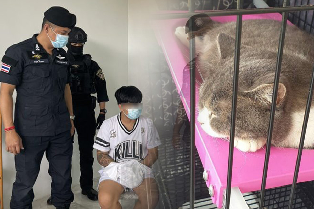 ตำรวจทลายแก๊งค้ายา-ยึด 35 ล้าน อายัดแมว 6 ตัว เตรียมขายทอดตลาด