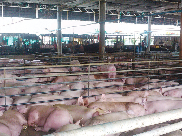 ฟาร์มหมู-โรคในหมู