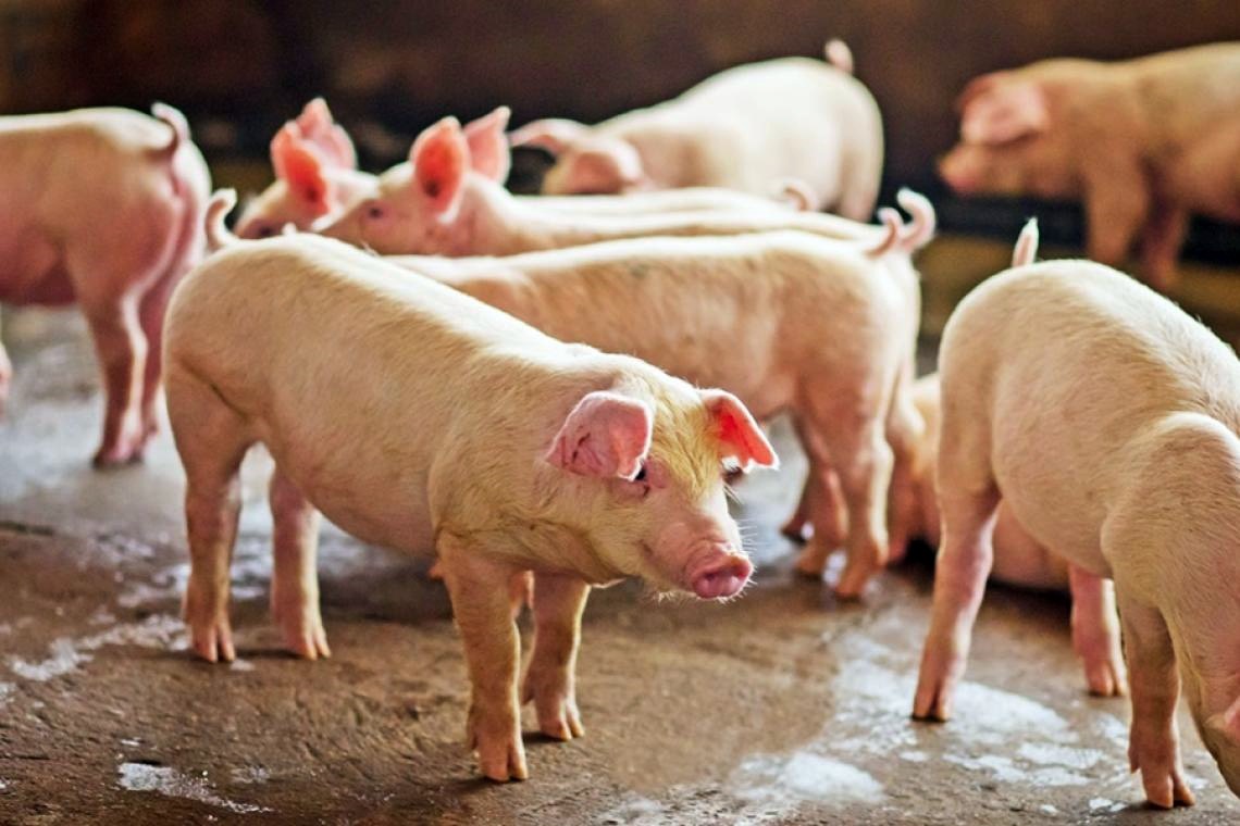 “ประภัตร” ไฟเขียวฟาร์มหมูเป็นมาตรฐานบังคับ