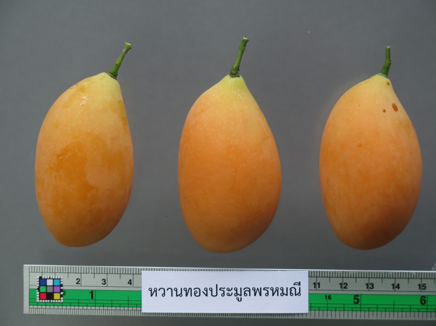 ลุ้นขึ้นบัญชี “มะปรางหวานทองประมูลพรหมณี” พันธุ์พืชพื้นถิ่น จ.นครนายก