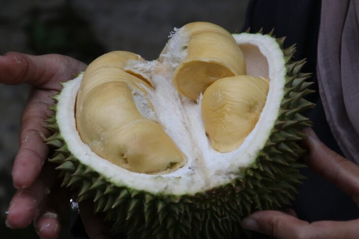 ทุเรียน ทุเรียน