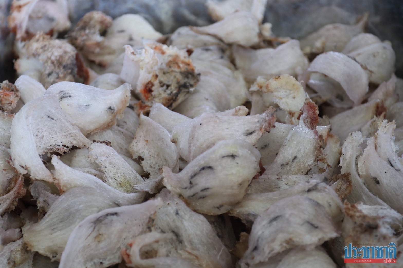 ประมูลรังนกอีแอ่นพัทลุงล่ม!ยันเปิดรอบ 2 ยืนราคากลาง 500 ล้าน