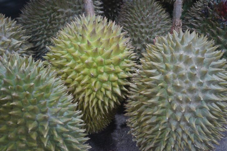 ทุเรียน ทุเรียน