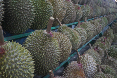 ทุเรียน