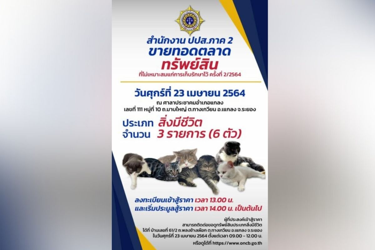 ป.ป.ส. ประมูลแมว