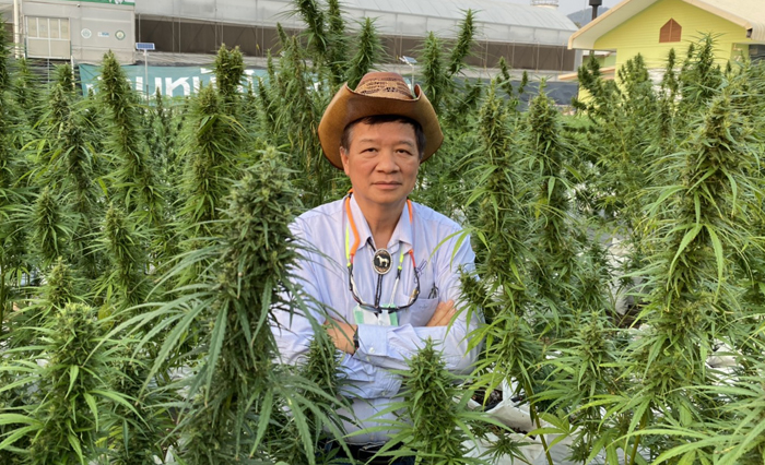 จุดพลุธุรกิจกัญชาอินทรีย์ ม.แม่โจ้เนื้อหอม 100 บริษัทแห่ให้ทุน R&D