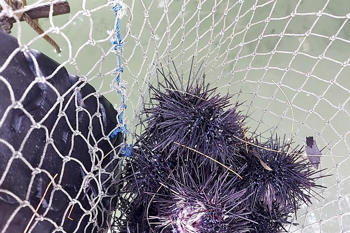 ตราดจี้จัดโซนจับหอยเม่น หวั่นทำลายระบบนิเวศพัง