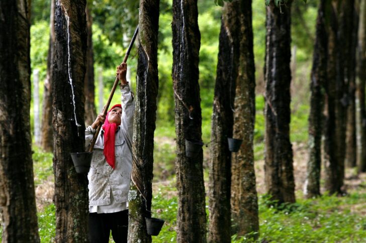 MALAYSIA-RUBBER