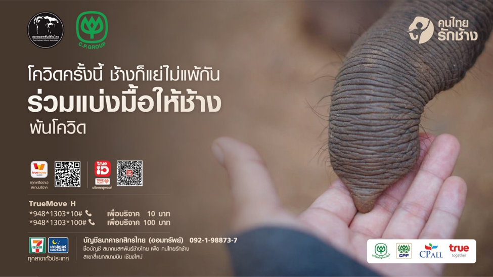“เครือซีพี”จับมือสมาคมสหพันธ์ช้างไทย คิกออฟโครงการ “คนไทยรักช้าง”