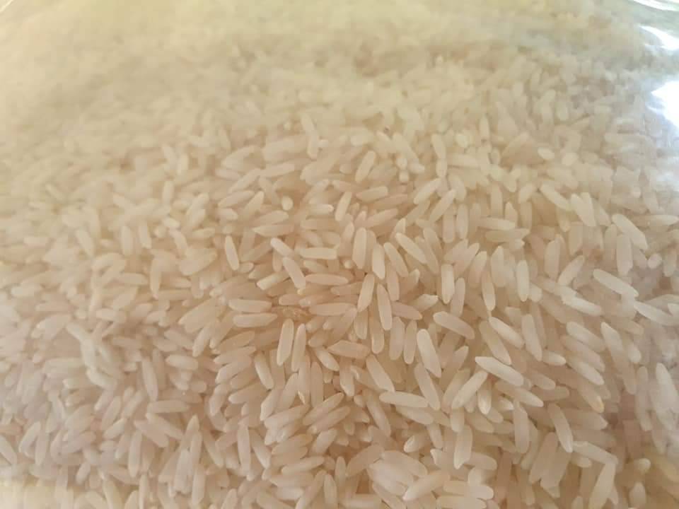 ข้าวขาวกอเดียวพิจิตร