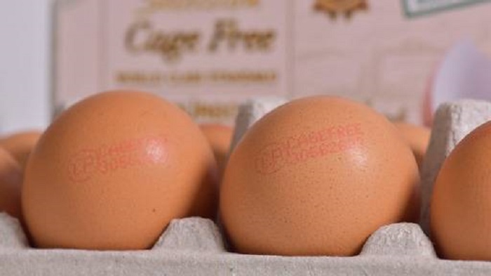 ซีพีเอฟ เดินหน้าเพิ่มกำลังผลิตไข่ไก่เคจฟรี 15 ล้านฟองปี 64