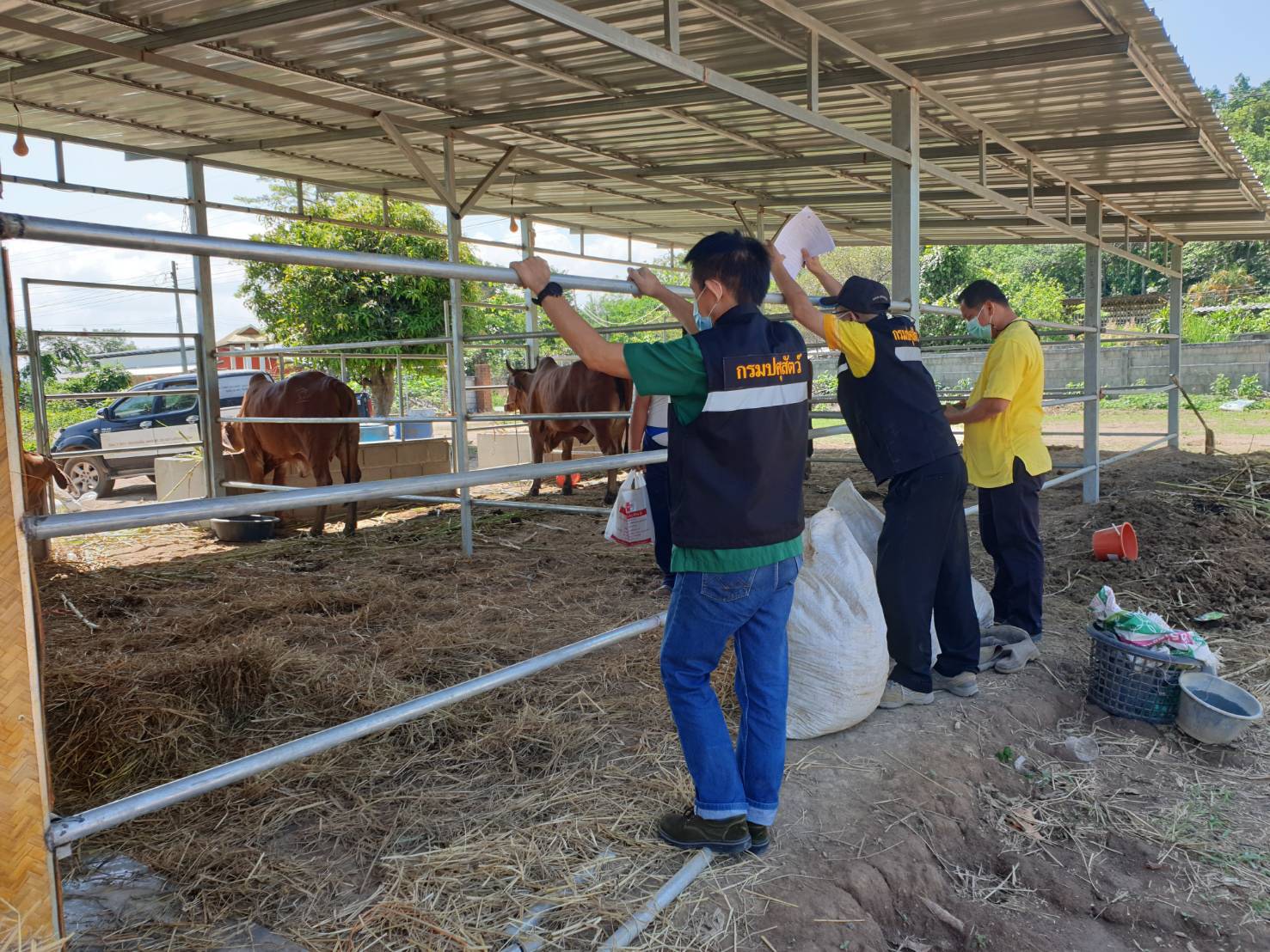 ผวาโรคอุบัติใหม่ “ลัมปี สกิน” ในโค กระบือ ระบาดไทยแล้ว 18 จังหวัด