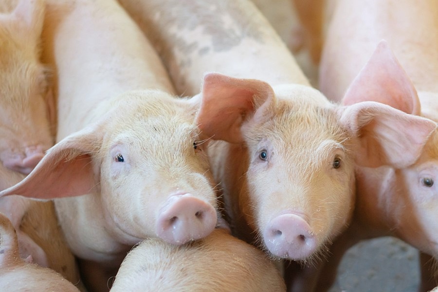 เวียดนามห้ามนำเข้าหมูไทย หลังตรวจเจอโรคอหิวาต์ ASF