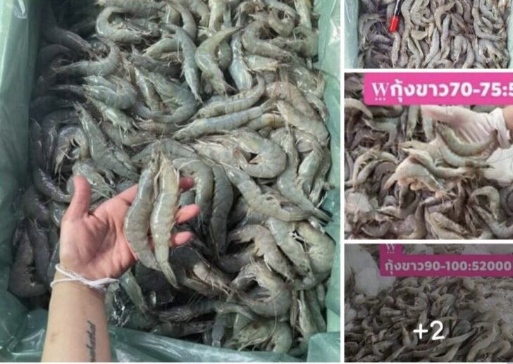 กุ้ง-อาหารทะเล