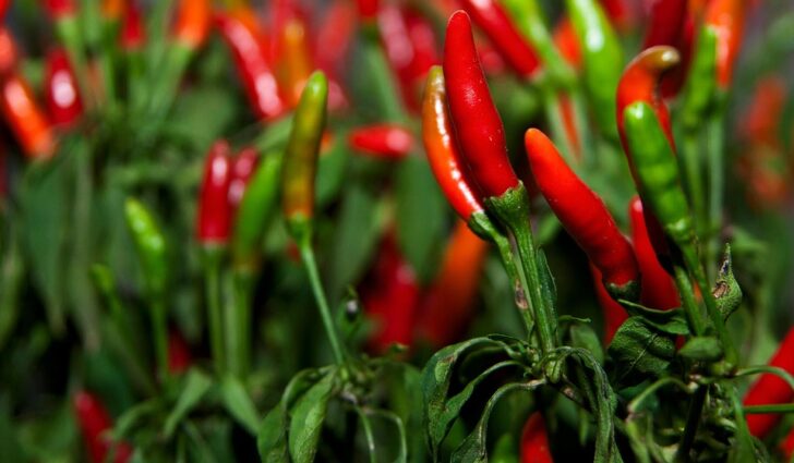chilli-peppers-3718928_960_720