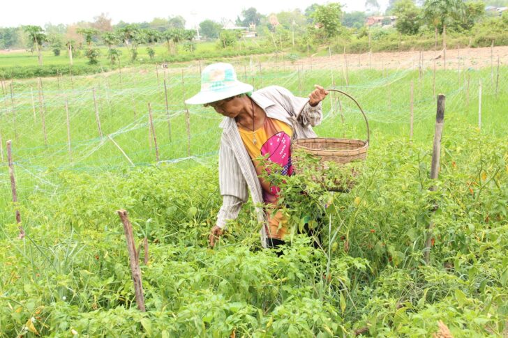 ชาวบ้านทำเกษตรทฤษฎีใหม่ ชาวบ้านทำเกษตรทฤษฎีใหม่