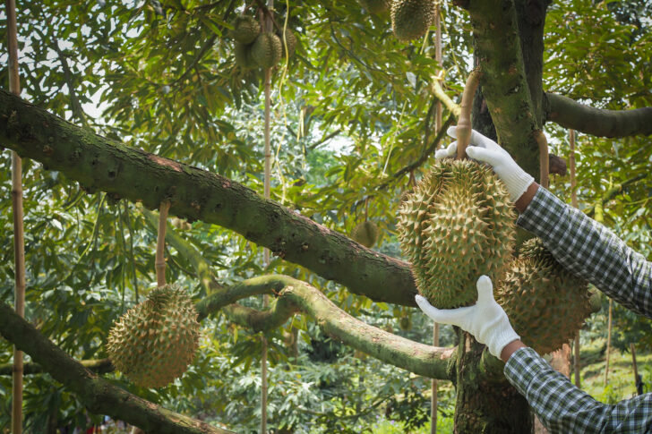 Gardener harvesting Durian fruit.