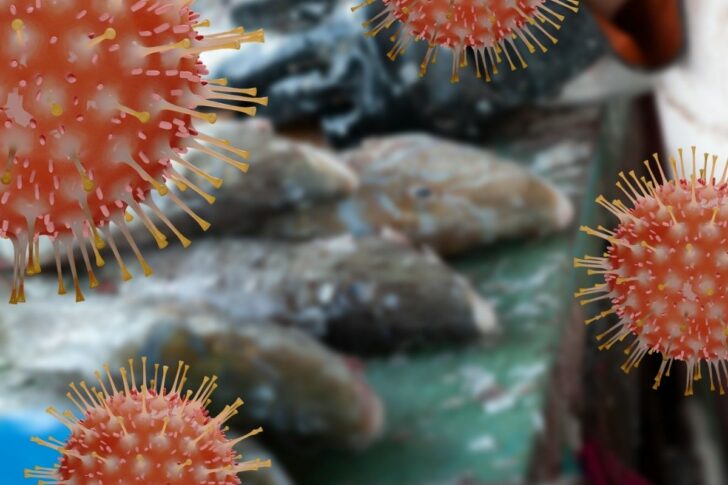 โควิด โควิด