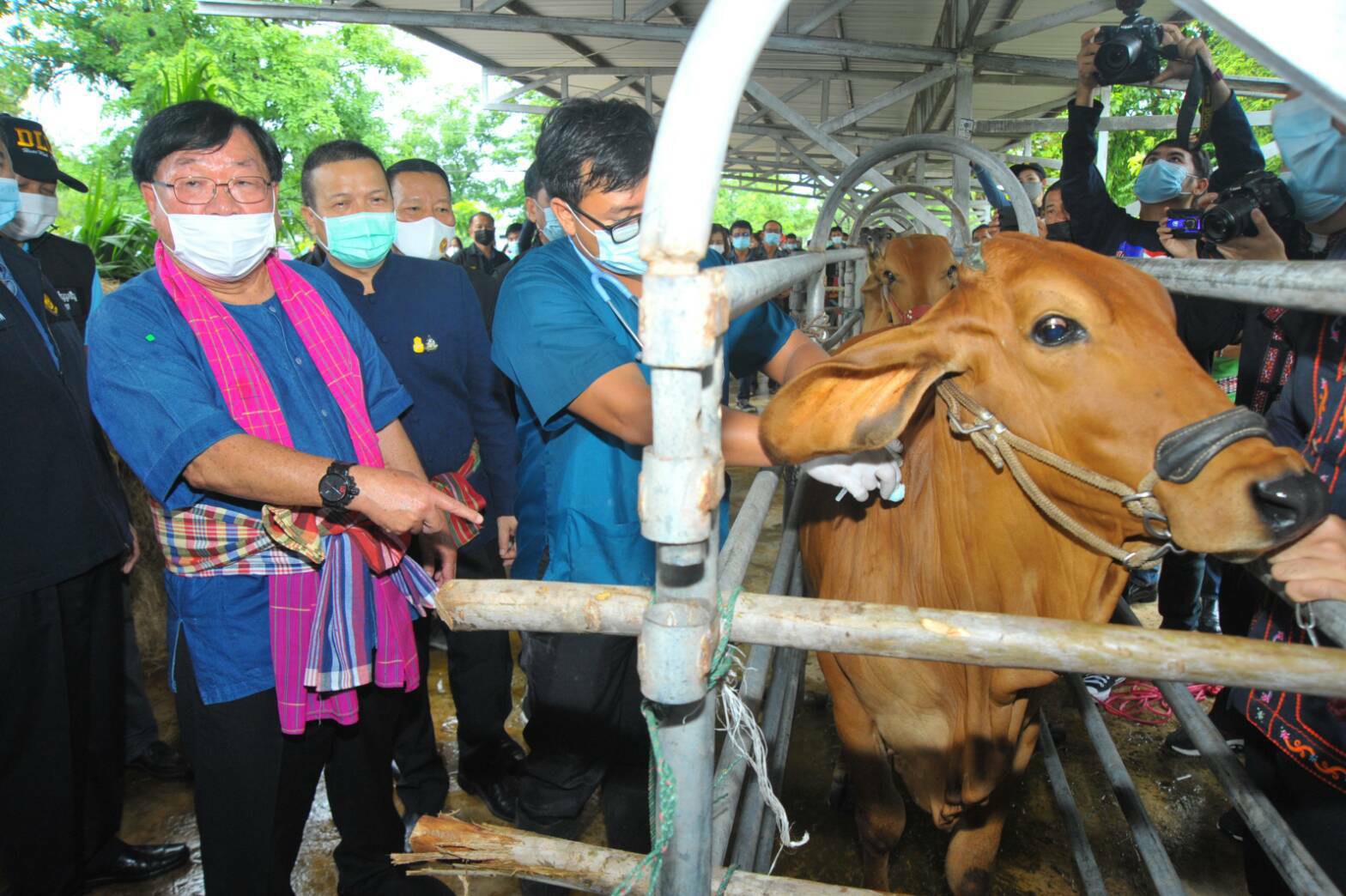 กาฬสินธุ์ รับวัคซีนเข็มแรก ป้องกันโรค “ลัมปี สกิน”