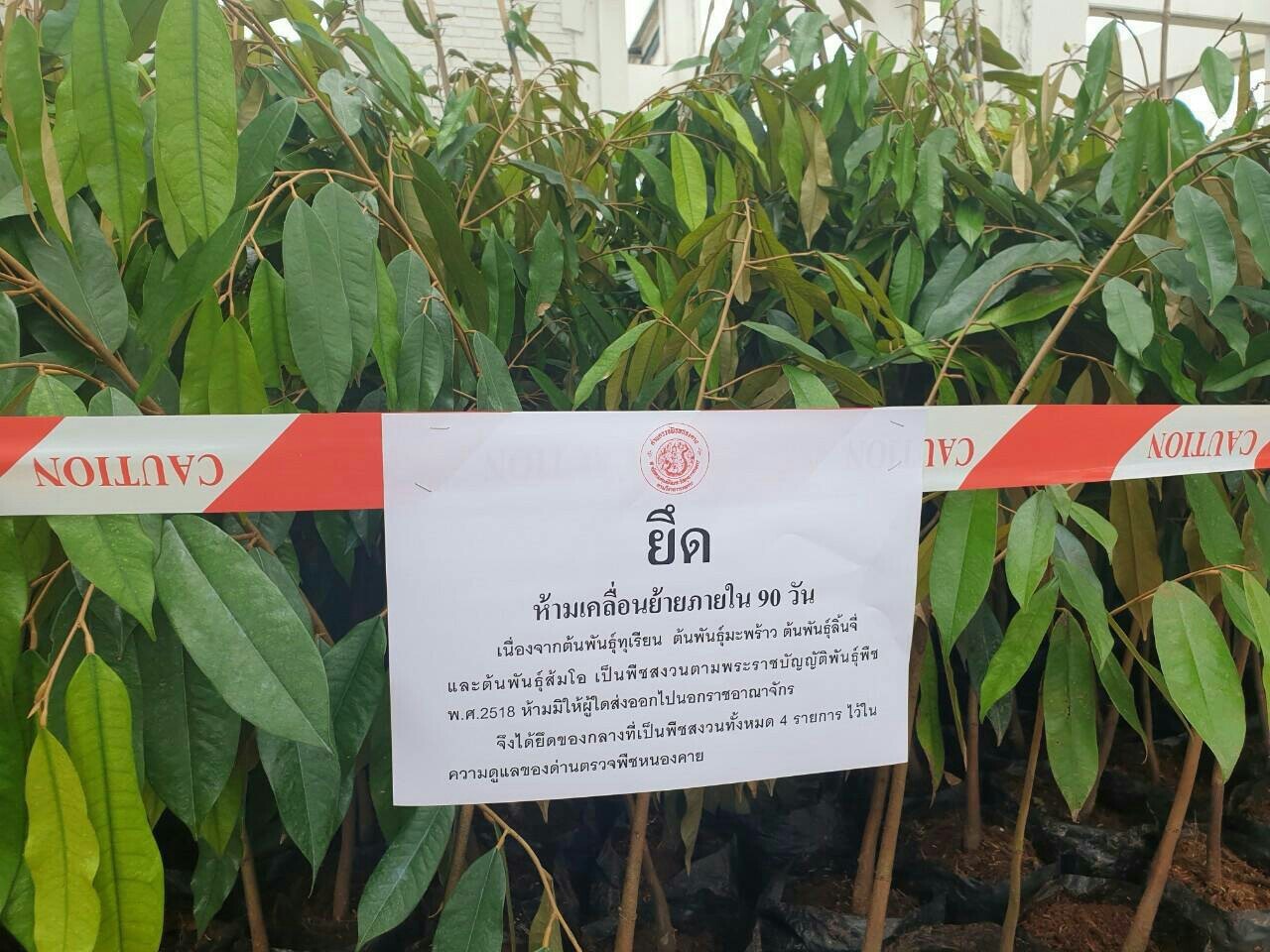 เกษตรฯรวบรถบรรทุกเตรียมขน 4 ไม้สงวนไทย ลักลอบส่งออกนอกประเทศ