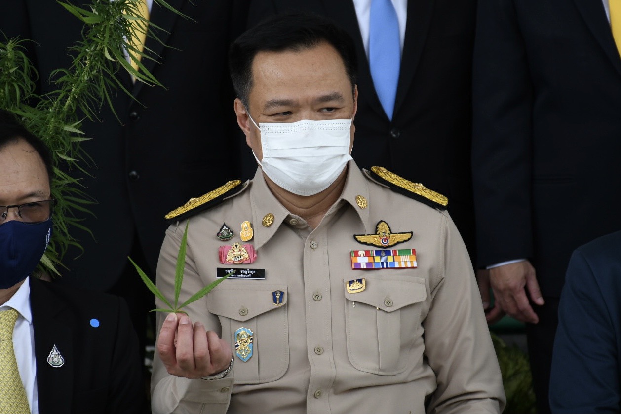 รากกัญชา อาจรักษาปอดผู้ป่วยโควิด-19 ได้ กรมวิทย์ เร่งศึกษาเพิ่ม 