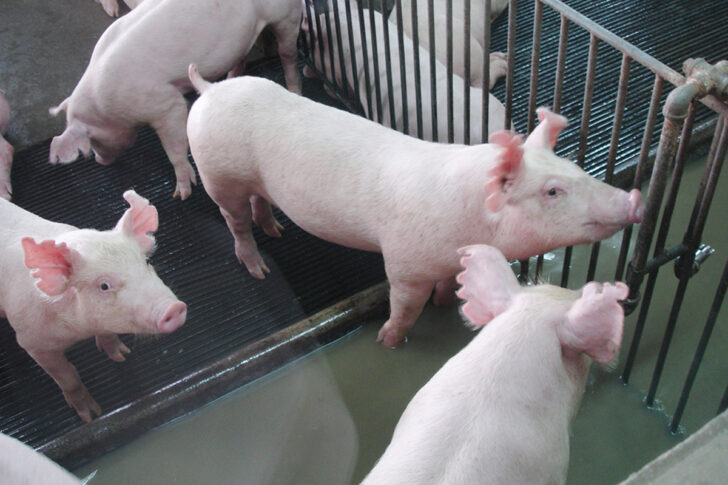 หมู