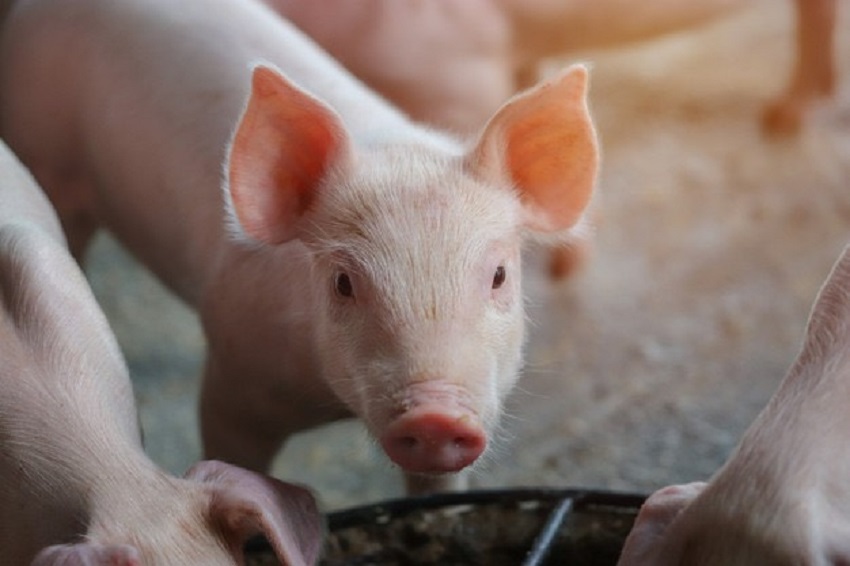 พาณิชย์ชี้ราคาหมูเริ่มทรงตัว พร้อมเข้มลุยตรวจราคาสินค้า