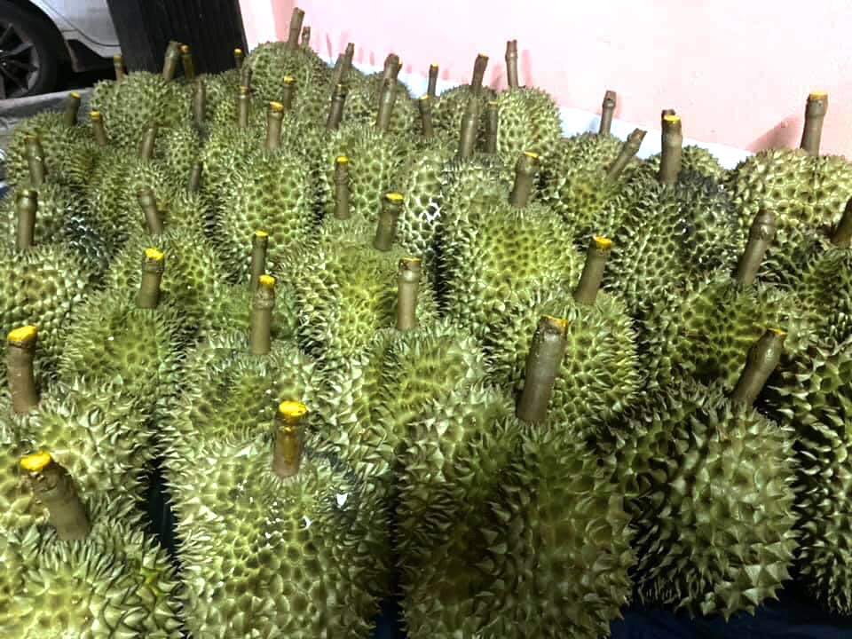 “ทุเรียนภูเขาไฟศรีสะเกษ” ไม่แผ่ว กำไรปีนี้ไม่ต่ำกว่ารายละแสนบาท