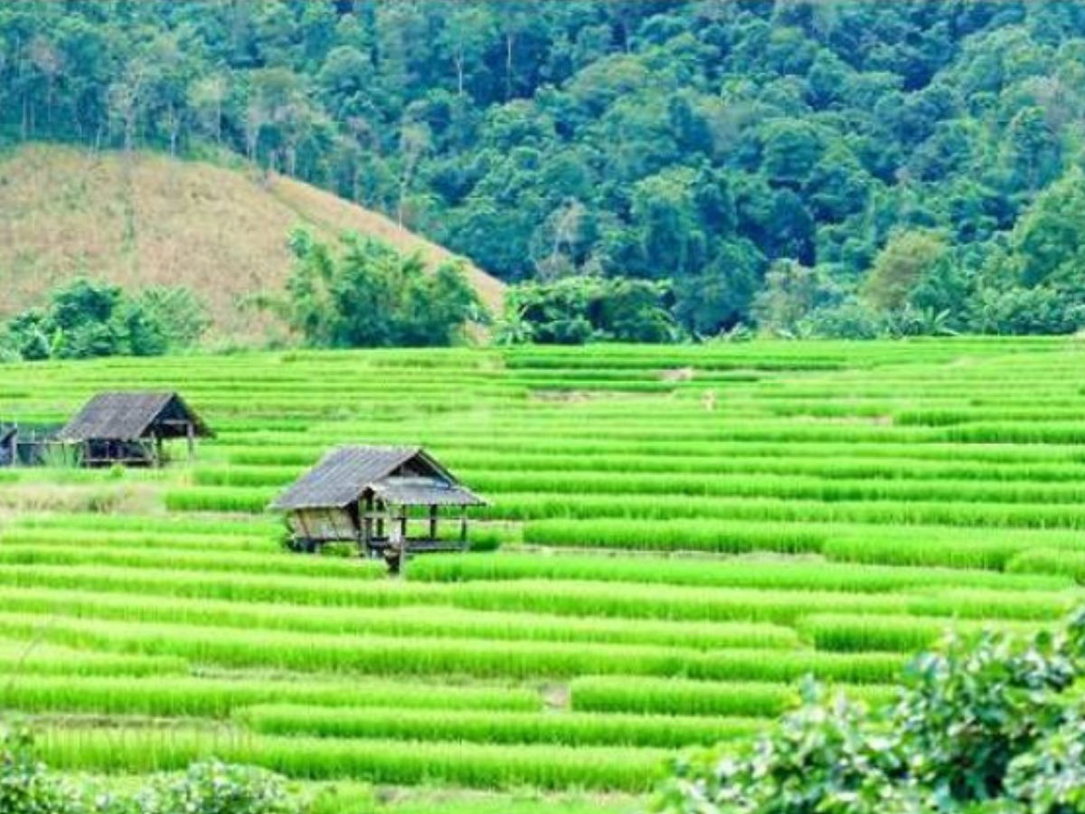 “เถียงนา” คืออะไร ? ทำไมหมอทวีศิลป์ยกเป็นโมเดลกักตัวผู้ป่วยโควิด
